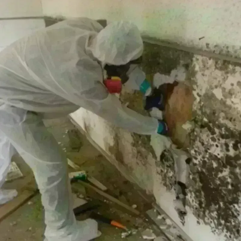 Mold Remediation and Removal in Schulenburg, TX